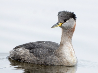 Red-necked Grebe