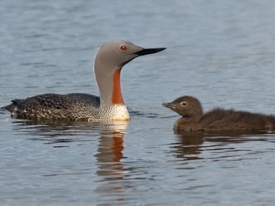 Red-throated Loon