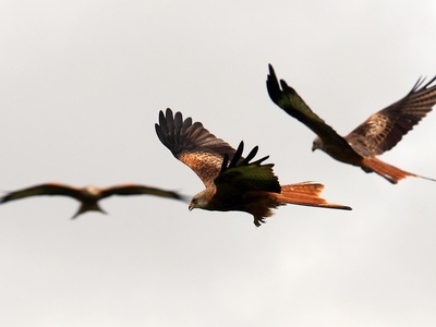 Red Kite
