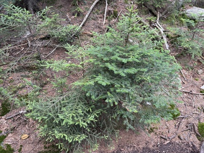 Red spruce–balsam fir forest