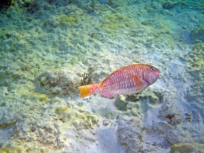 Reef fish (groupers,snappers,parrotfish)