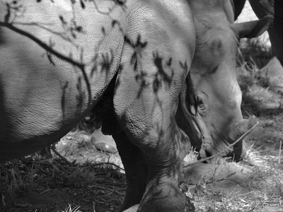 Rhinos (black & white)