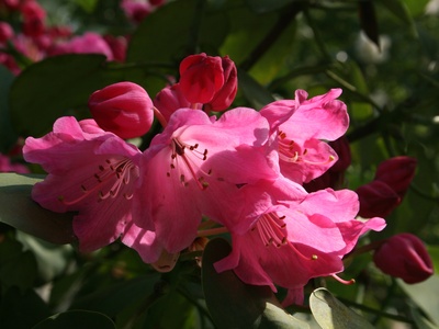 Rhododendron