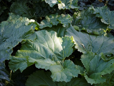 Rhubarb (leaves)