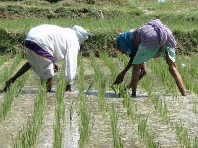 Rice (paddy)