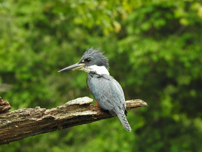 Ringed Kingfisher