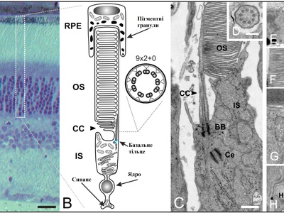 Rod photoreceptor