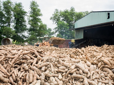 Root crops (cassava, sweet potato)