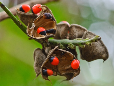 Rosary pea