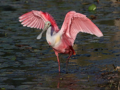 Roseate Spoonbill