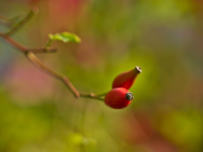 Rosehip