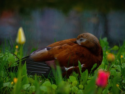 Ruddy Shelduck