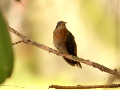 Rufous-breasted Hermit