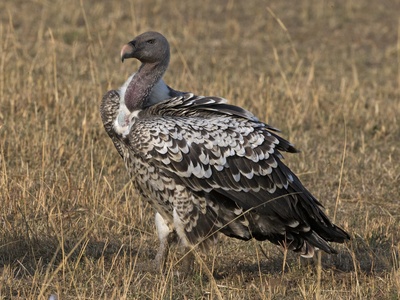 Rüppell's Vulture