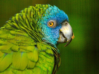 Saint Lucia parrot (Amazona versicolor)