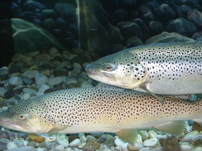 Salmo trutta