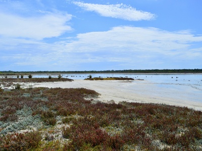 Salt marshes