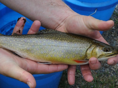 Salvelinus fontinalis