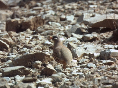 Sand Partridge