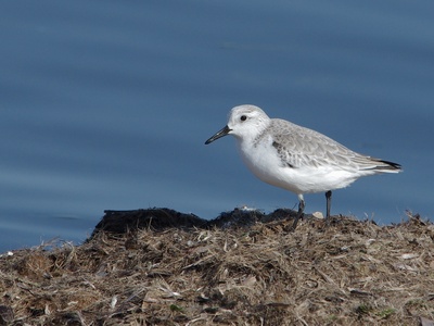 Sanderling