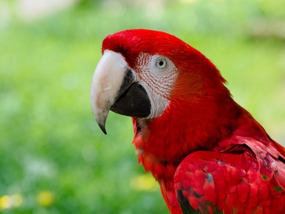 Scarlet Macaw