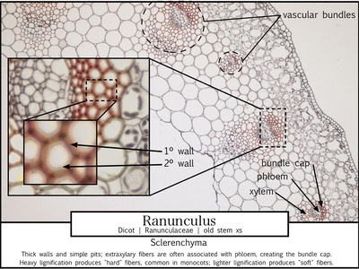 Sclerenchyma fiber