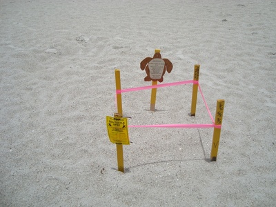 Sea turtle nesting