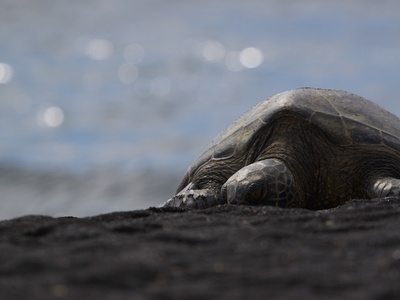Sea turtles (hawksbill, green)