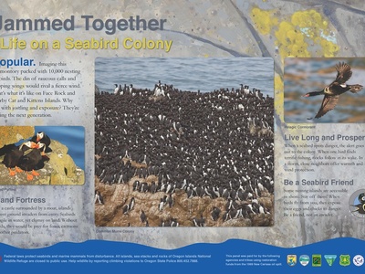 Seabird colonies