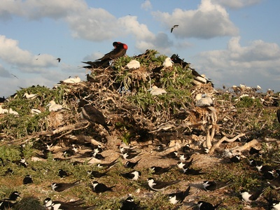 Seabird colonies (tropicbirds, terns, frigatebirds)
