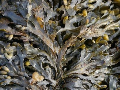 Seaweed (culture & wild harvest)