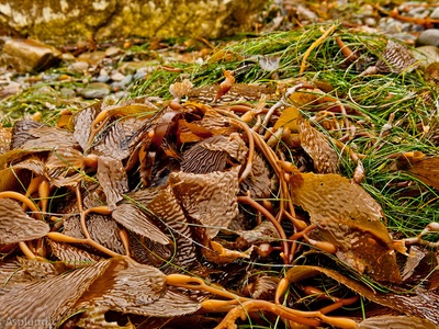 Seaweed (kelp)