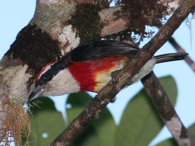 Sira Barbet