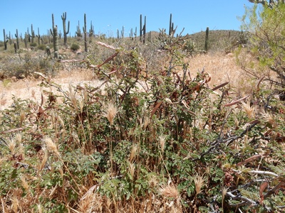 Sonoran Desert