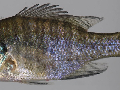 South Fork Natural History Museum