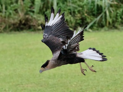 Southern Caracara