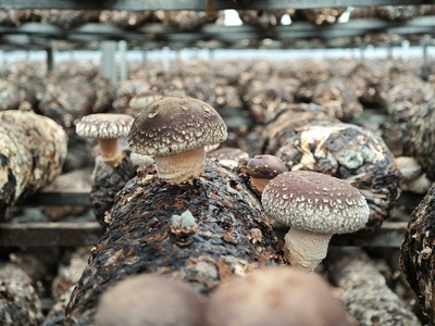 Spent mushroom substrate