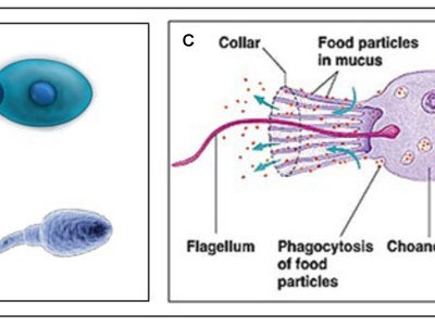 Spermatozoon (sperm cell)
