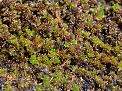 Sphagnum magellanicum