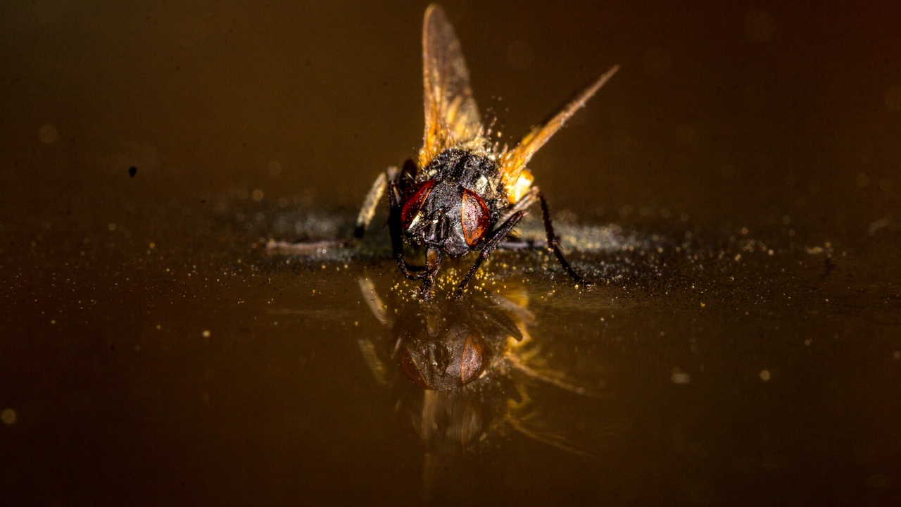 Bioluminescent mushroom glow and a map showing a sprawling mycelial network
