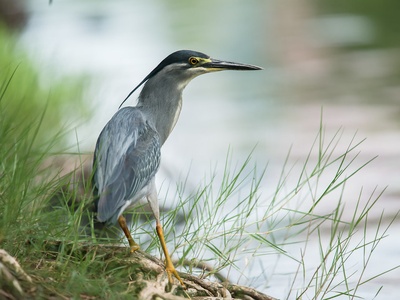 Striated Heron