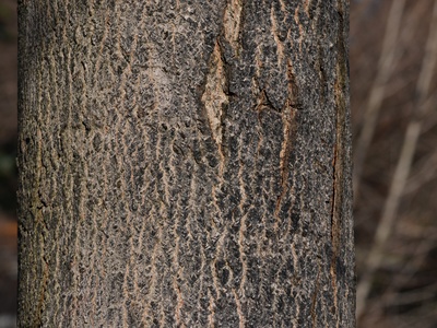 Sugar maple