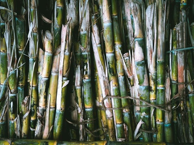 Sugarcane bagasse (biomass)