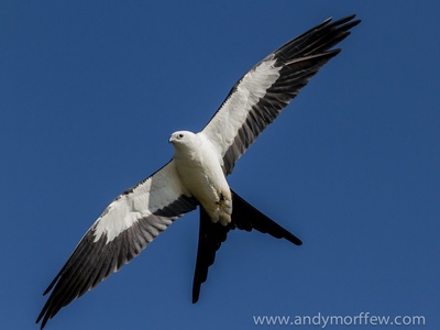 Swallow-tailed Kite
