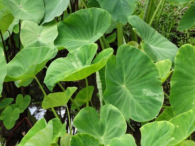 Taro (Colocasia esculenta)