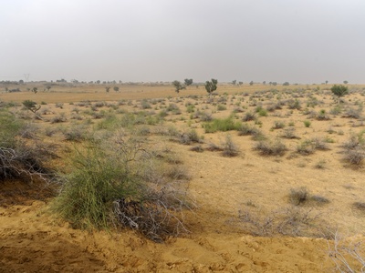 Thar Desert