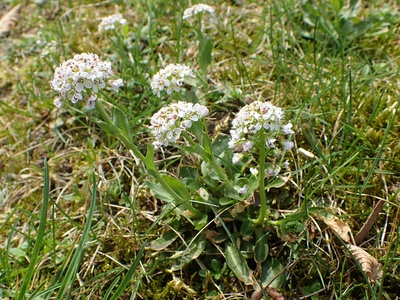Thlaspi caerulescens