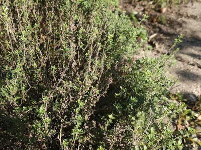 Thyme