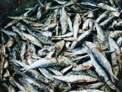 Total fisheries (freshwater + marine)