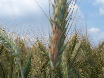 Triticale